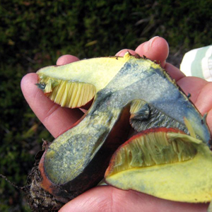 Bolete Bruising Blue